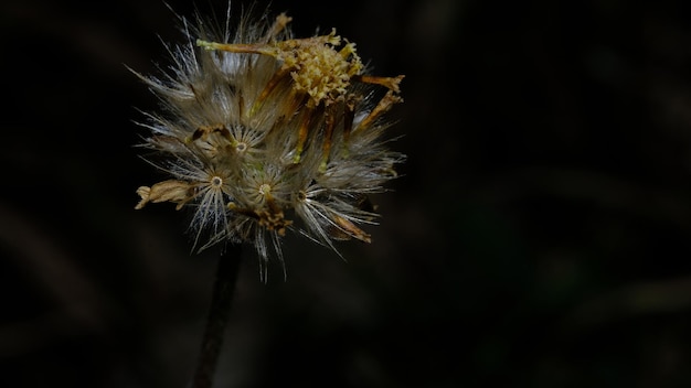 grass flower with black background