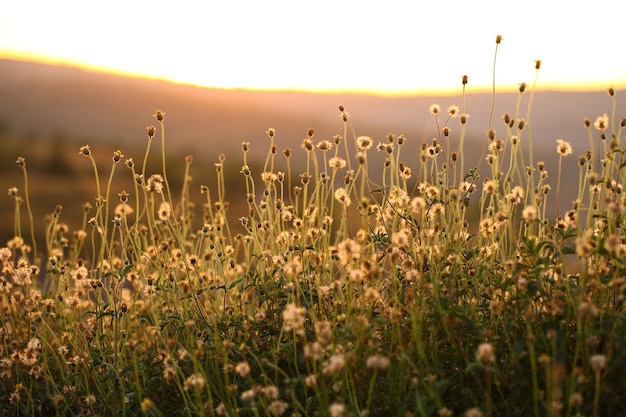 Grass flower with evening light