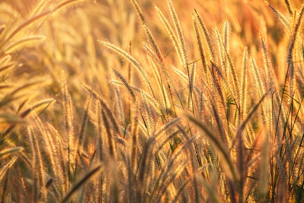 Grass flower 