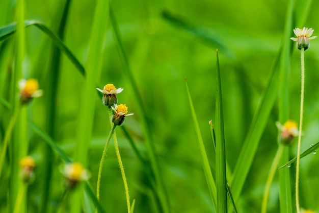 Grass flowers along the vintage color on green bavkground.