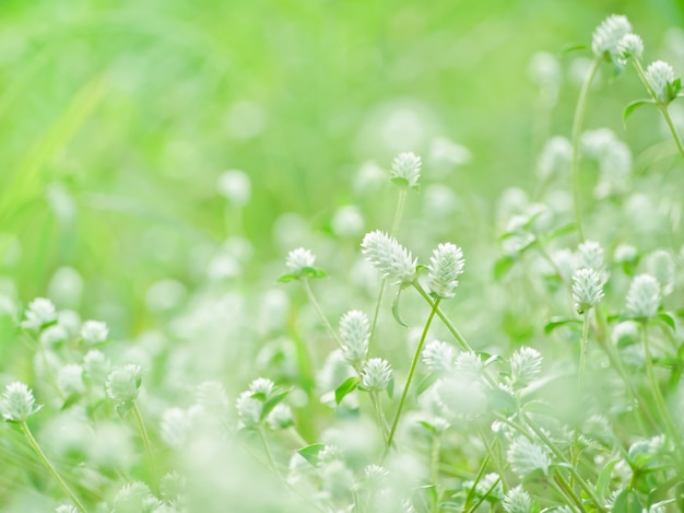 grass flowers green nature background