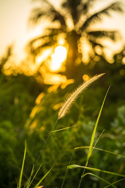 Grass flowers reflect sunlight when the sunset