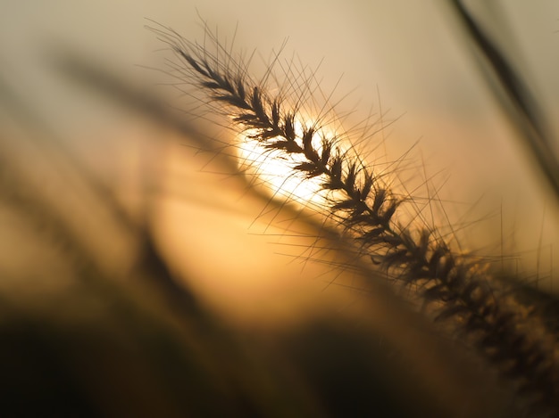 grass flowers silhouette and rear sunset nature background