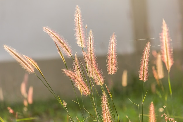 Grass flowers.