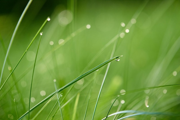 Grass. Fresh green grass with dew drops closeup. Sun. Soft Focus. Abstract Nature Background