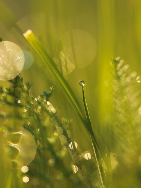 Grass. Fresh green grass with dew drops closeup. Sun. Soft Focus. Abstract Nature Background