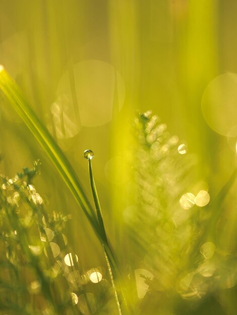 Grass. Fresh green grass with dew drops closeup. Sun. Soft Focus. Abstract Nature Background