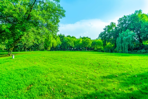 Grass and green woods in the park