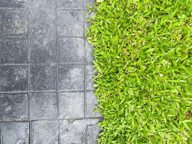 Grass growing on concrete wall as background