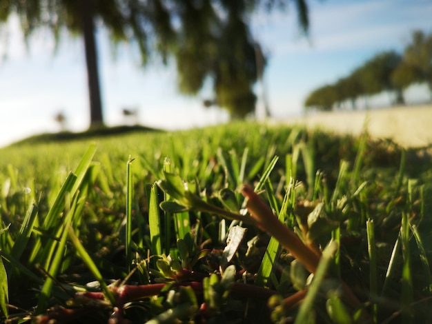 Grass growing outdoors against field against glowing lights