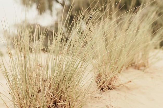 Grass growing wild in sandy desert Desert vegetation