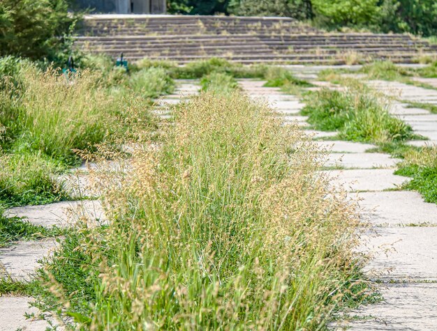 Grass grows through concrete tiles