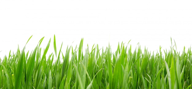 Grass in high definition isolated on white