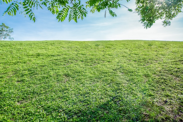 The grass on the hill