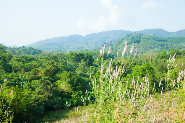 grass on the hill.