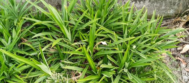 Photo the grass is very green and has a little bit of color