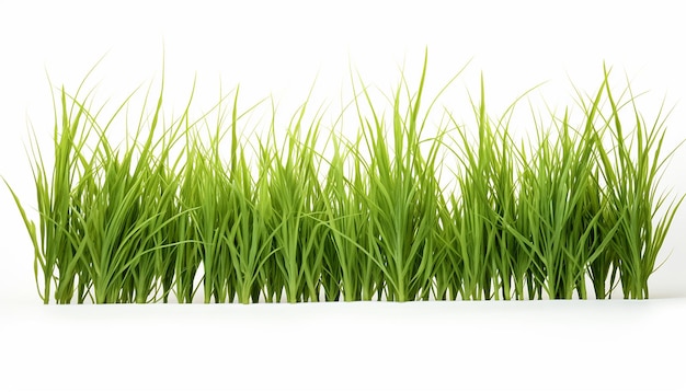 Grass Isolated on White Background