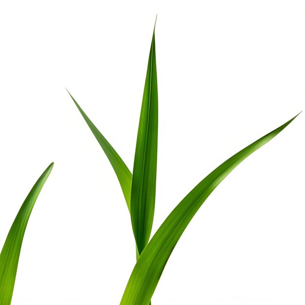 Grass isolated on white and Transparent background