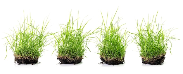 Grass isolated