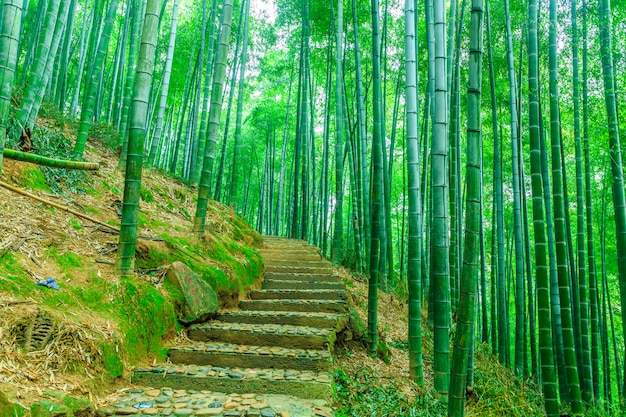 grass japan leaf wood beautiful landscape