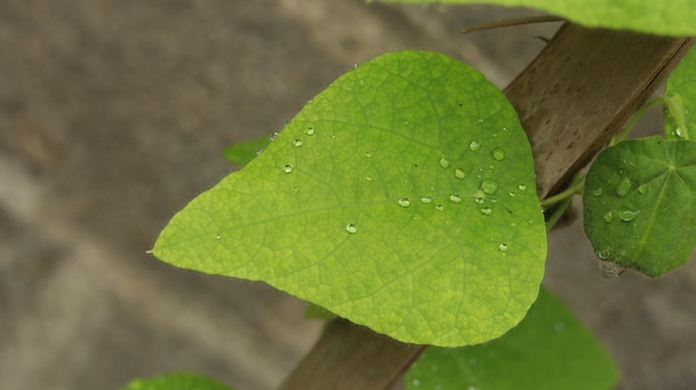 Grass jelly or leaf jelly or herb jelly plant It is also known as camcao juju janggelan cincau