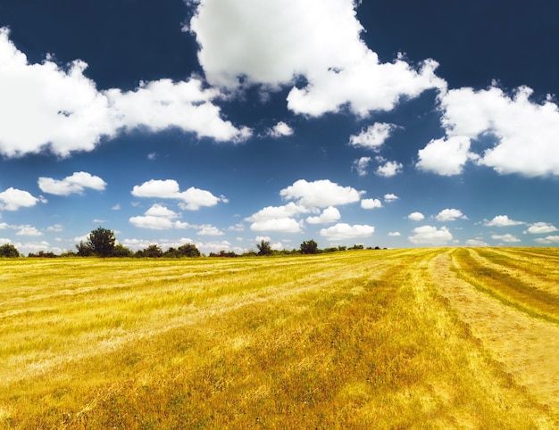 Grass landscape and outdoor with sky clouds and golden field in countryside with summer sunshine Earth natural aesthetic and farming land with mock up space on horizon for ecology by background