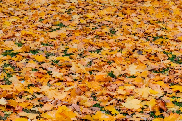 Grass lawn covered with yellow dry maple leaves