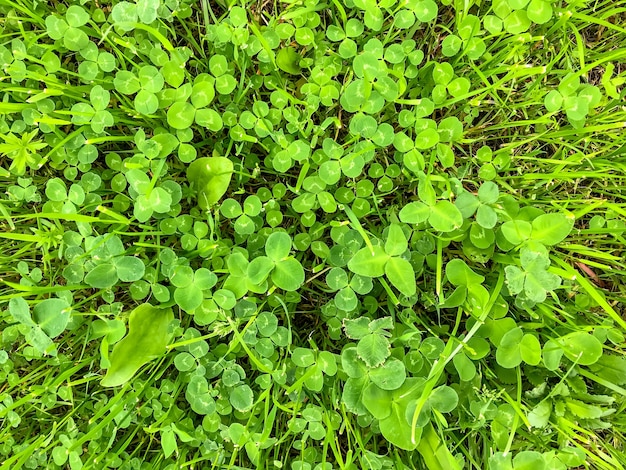 Grass on lawn. Green background of lawn. Background of nature. Juicy green grass. Fresh carpet lawn. Texture green grass in field. Pattern greenery. Seamless natural textures. Space for text or logo