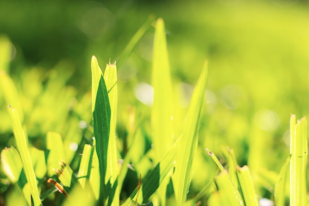 Grass on lawn in summer with sunrise.