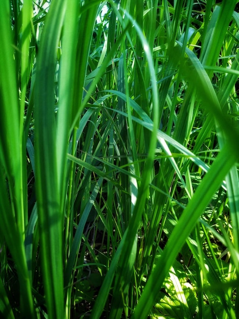 Grass and leaves