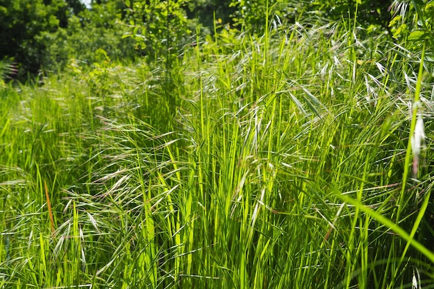 Grass in the meadow Fruska Gora Serbia Glade with green grass on a summer day Flowering cereal plants that cause allergies Hay meadows