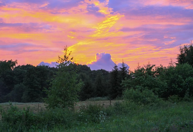 Grass meadow in sunset light Scenic nature view Summer evening in countryside