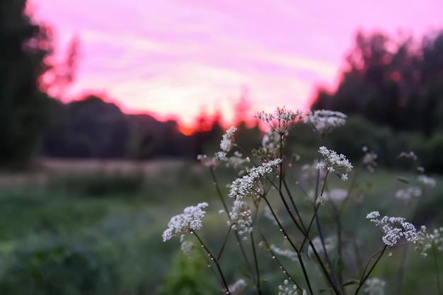 Grass meadow in sunset light Scenic nature view Summer evening in countryside