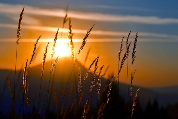 The grass in the morning sunlight. amazing nature and landscapes