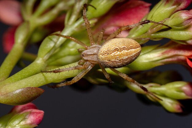 Grass Neoscona Spider of the species Neoscona moreli on a Flaming Katy Plant of the species Kalanchoe blossfeldiana