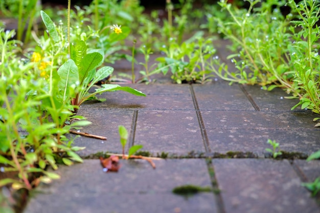 Grass between paving slabs