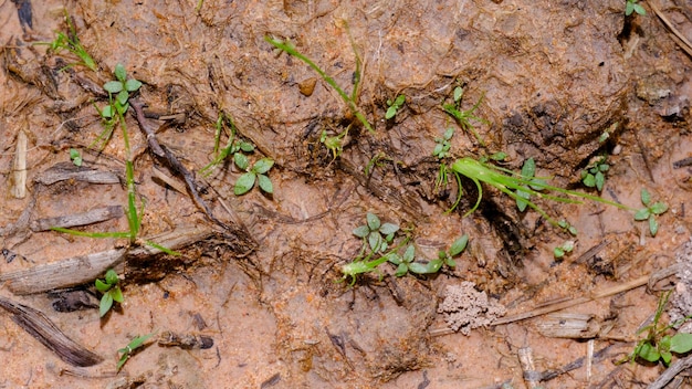 grass in the rice field