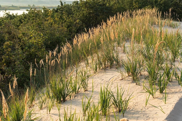 Grass on the sand illuminated by the gentle light of the setting sun