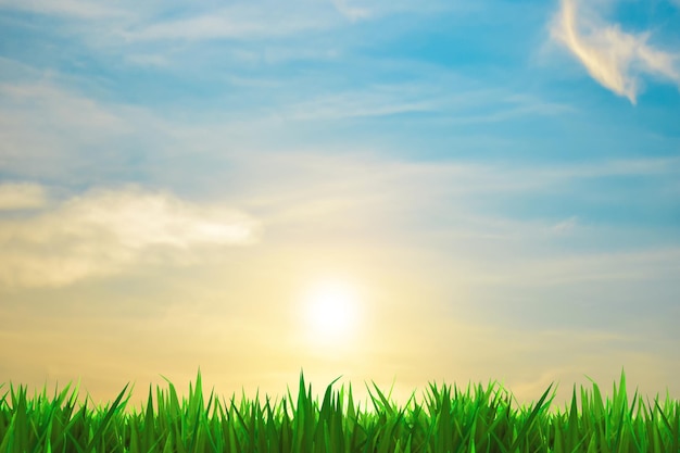 A grass and sky background