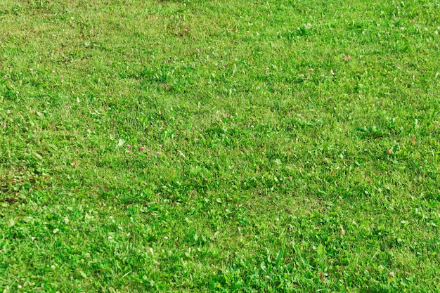 Grass on the slope of the lawn