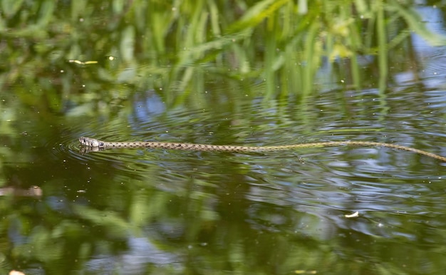 Photo grass snake natrix natrix a snake floating down the river