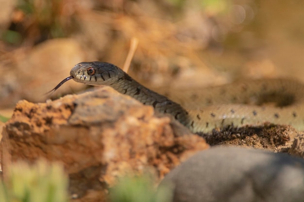 Photo grass snake ringed snake or water snake natrix natrix malaga spain