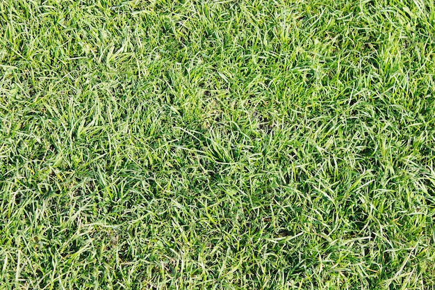 Grass texture background