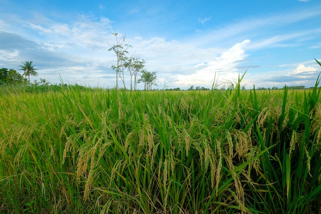 Grass that is ready to be harvested