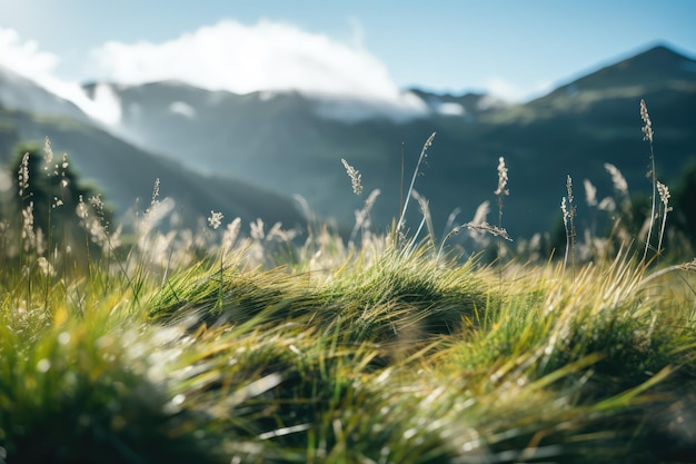 the grass at the top of a Mountain