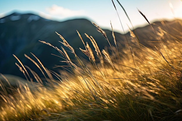 the grass at the top of a Mountain