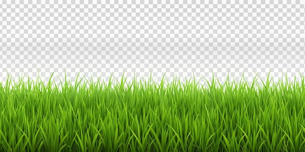 grass on a transparent background with a transparent background