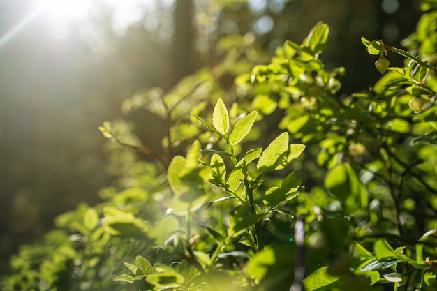 Grass and trees in the forest close-up at sunrise