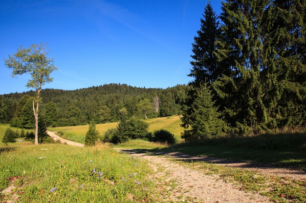 Grass and trees Kočevski Rog or Kočevje Rog