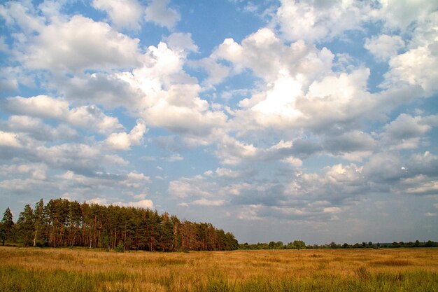 Grass valley in forest during summer